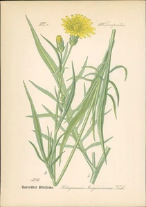 Chromolithographie : Dauernder Stielsame. Podospermum Jacquinianum Koch. Composi - Picture 1 of 1