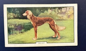 (A/145) Gallaher’s “DOGS” Cigarette Card ( Second Series ) Card No 9 - Picture 1 of 2