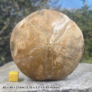 Fósil equinoide de erizo Pygurus - erizo de mar jurásico - Madagascar - genuino - Imagen 1 de 1