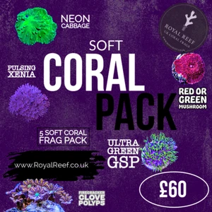 🪸SPECIAL SOFT CORAL 5 PACK SOFT CORAL Frag NOT SPS ZOA LPS HAMMER TORCH🪸 - Picture 1 of 4