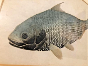 Aquarell Fisch aus China Antik um 1820 Original Asiatika - Bild 1 von 5
