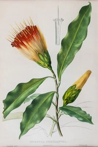 Stifftia Chrysantha Original Lithographie handkoloriert Oudet 1847 - Bild 1 von 4