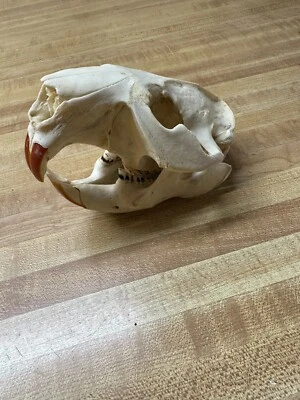 Beaver Skull Animals Crafts Traps