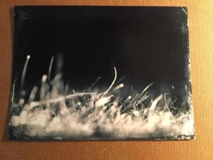 Wild Flowers 4 J Edwards Original Art Tintype Limited Series From Artist C028 - Picture 1 of 1