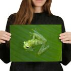 A4 - Glass Frog Jungle Frogs Green Poster 29.7X21cm280gsm #3302