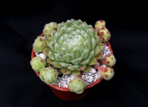 'Hielo verde' Sempervivum | híbrido | suculentas surrealistas - Imagen 1 de 2