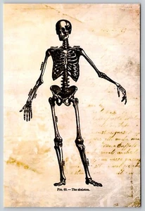 Postcard Human Skeleton Skeletal Anatomy Biology Science Illustration Medical - Picture 1 of 2