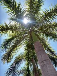 Roystonea regia, Königspalme - 15 bis 50 - Bild 1 von 5