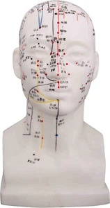 Head Model/Height 8" - Picture 1 of 2