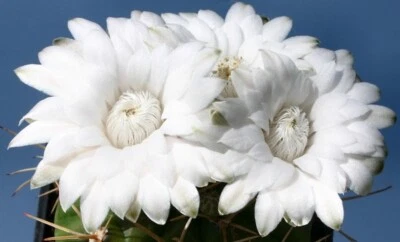 CACTUS Gymnocalycium Euryplereum vaso 7Cm, Rare Plant, Su Radice