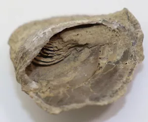 Brachiopode, Atrypa sp., Devon, Eifel, Gondelsheim, GER -f935 - Foto 1 di 7