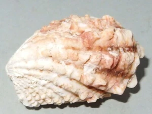 Cardita crassicosta - CARDITIDAE - Australian Sea Shell - 37mm F+ #8015 - Bild 1 von 2