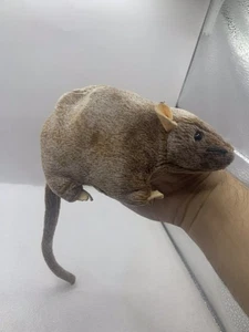 Ratón Rata 6 pulgadas Peluche Juguetes Niño Muñeca Niños Regalos PL - Imagen 1 de 5