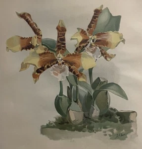 Large Rossioglossum THE CLOWN ORCHID c1888 Joseph Mansell - Frederick Sander - Picture 1 of 8