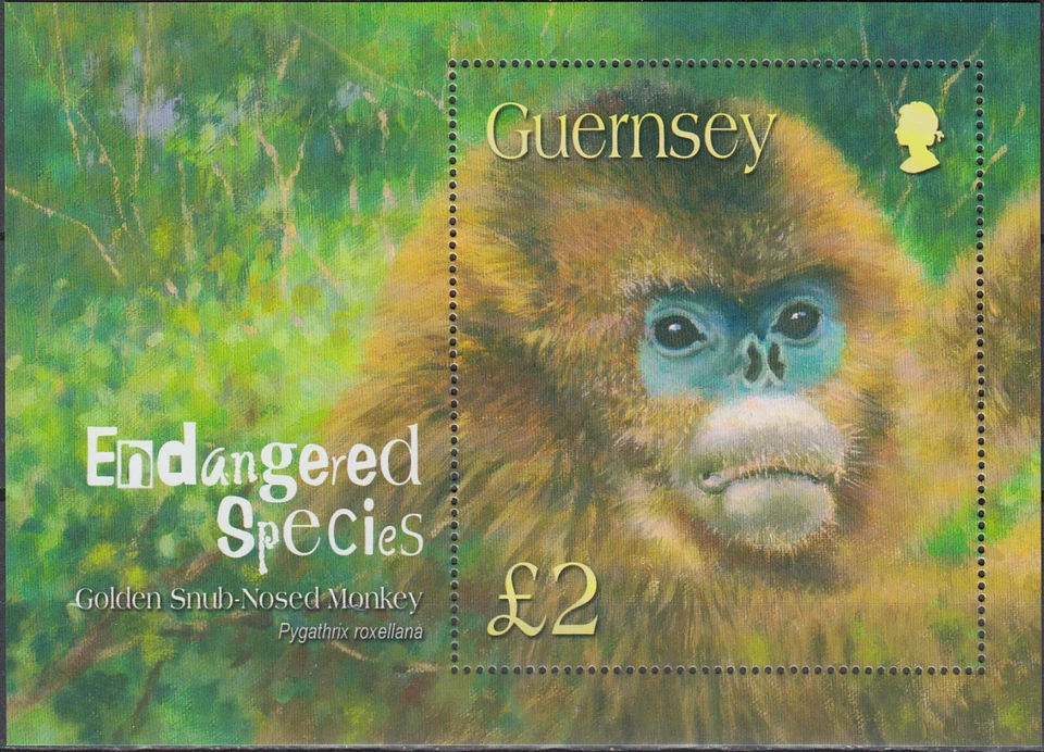 Mono nariz desaire dorado Guernsey S/S especies en peligro de extinción 2004 MNH-10 euros Foto 1 de 1