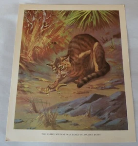 VTG Walter A Weber Domestic Animal Ancestors Art Print Lithograph Native WILDCAT - Picture 1 of 6