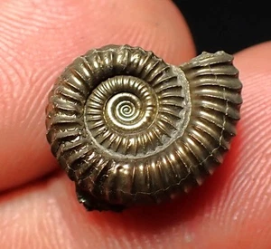 Crucilobiceras Pyrit Ammonit Fossil (16 mm) Jurassic Coast Fossilien UK Curio - Bild 1 von 6