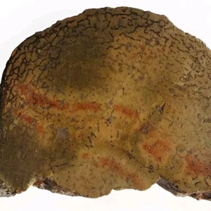 UTAH YELLOW GREEN DINOSAUR BONE  ~ 134gr/4.7oz/ rough agate jasper cab fossil - Picture 1 of 16