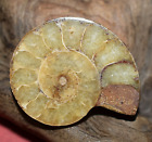 Small Fossilized Agatized Cut & Polished Ammonite Specimen Madagascar, Africa