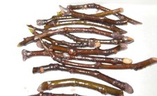 SMITH Fig / ficus carica tree  -3 cuttings for propagation