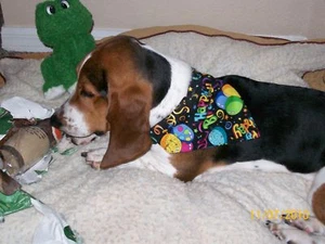 Geburtstag Luftballons Hund Bandana - 5 Größen XS-XL - Bild 1 von 2