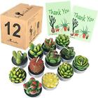 Aixiang 12Pcs Cactus Candles Succulent Candles, Wedding Party Favors For Guests,