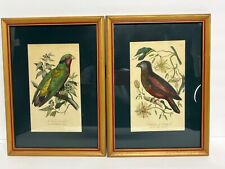 Pair Antique Bird Prints The Conquered Lorikeet & Pesquets Parrot Lemaout 1853