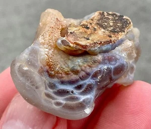 32g Botryoidaler Feuerachat Wasser gewaschen Knötchen Lapidar Ausstellungsstück - Bild 1 von 23