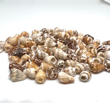 110pc 6mm Tiny Brown Venetian Pearls Mini Conch Shell Beads