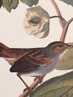 Swamp Sparrow Audubon Bird Print 15" x 11.5" Unframed Lithograph 426