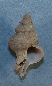 MIPUS EUGENIAE 26.56mm BEAUTIFUL SPECIMEN Panglao, Bohol, Philippines - Picture 1 of 2