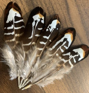 5pcs Set Natural Genuine Real Reeves Pheasant Feathers 11cm DIY Art Craft - Picture 1 of 7