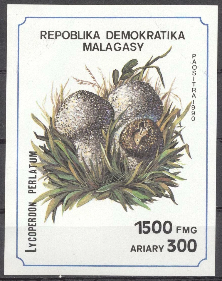 (178310) Mushrooms, Madagascar - Image 1 of 1