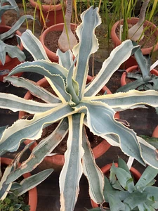LAST Agave Gypsophila Ivory Curls Young Plant 6-8cm Cactus - Picture 1 of 4