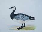 c1870 Antique Print THE BARNACLE GOOSE History of British Birds by F.O. Morris