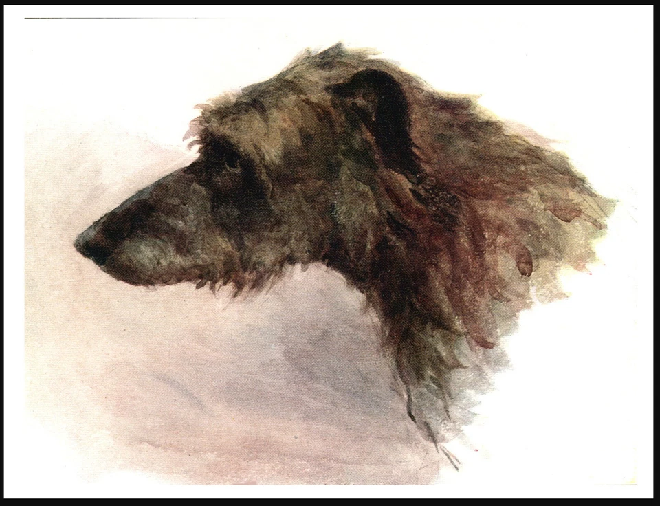 DEERHOUND HEAD STUDY LOVELY VINTAGE STYLE DOG ART PRINT POSTER - Image 1 of 1