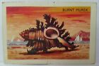 Discover Australia With Shell Seashell Series Card #66 Burnt Murex - Free Post