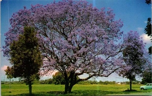 (1231) 13-7-2025 - Australia - Flowering Jacaranda Tree (written 1966) - Picture 1 of 2