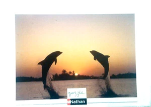Nathan - Tiersammlung - Alle vorhanden 1000 Puzzleteile - Delfine - Bild 1 von 1