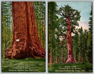 Yosemite National Park Mariposa Grove Grizzly Giant Calif Lot of 2 Postcards - Picture 1 of 2