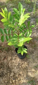 Western Pecan Tree in 1 Gallon Pot - Picture 1 of 1