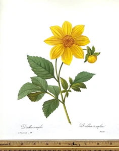 Redoute Flowers #29 DAHLIA DALHIA SEMPLICE arte botanica BK piatto SUPERBA STAMPA - Foto 1 di 1