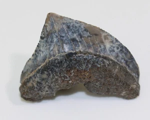 Hai-Zahn, Squalicorax sp., Kreide, Limestone County, Texas, USA-b784 - Picture 1 of 5