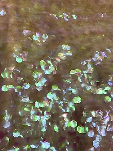 Iridescent White Paillette Sequins On Mesh Base 58/60" Sold By The YD. - Picture 1 of 2