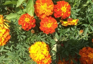 French Marigold Flower seeds.Minimum Of 200 Fresh Seeds.Free Post - Picture 1 of 6