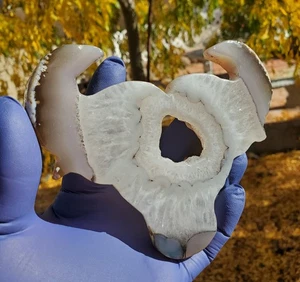 Polished Druzy Agate Geode Slice Bull Crystal Slab Bull Hand Carved 186g - Picture 1 of 14