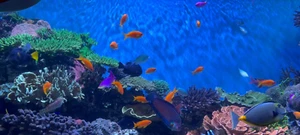 Calm And Relaxing Peaceful Video Screen Saver Fish Tank Aquarium PC Computer - Picture 1 of 5