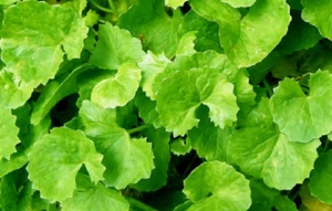 15 Semillas de Centella asiatica - gotu kola - Imagen 1 de 1