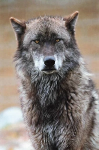 Postcard Montana Grey Wolf Yellowstone National Park Wildlife Nature MT Animal - Picture 1 of 2