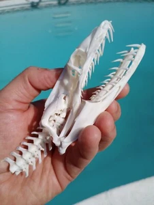 X Large Beetle Cleaned Museum Grade Reticulated Python Snake Skull With Verts - Picture 1 of 13